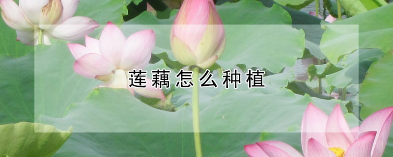 莲藕怎么种植