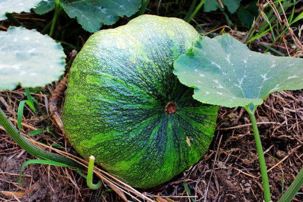 南瓜是植物吗