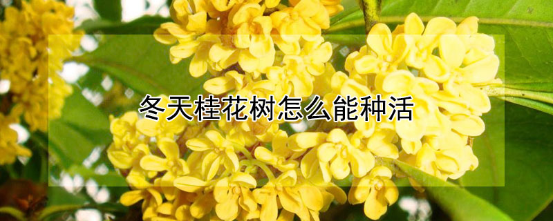 冬天桂花树怎么能种活