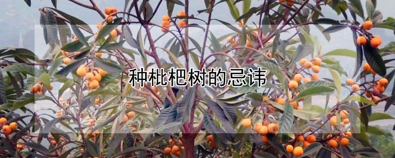 种枇杷树的忌讳