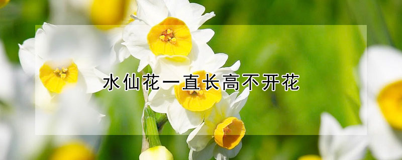 水仙花一直长高不开花