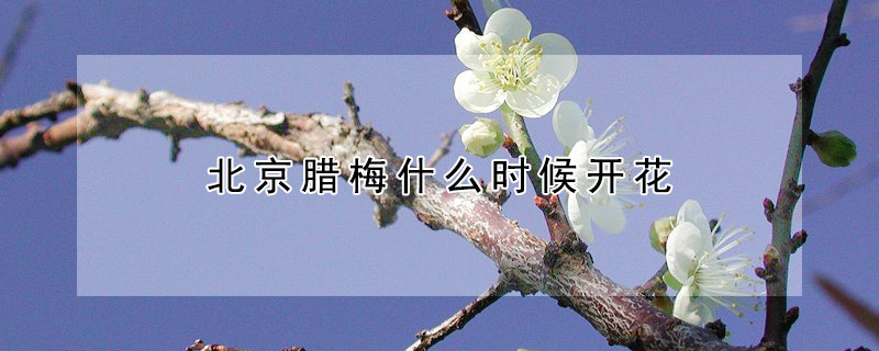 北京腊梅什么时候开花