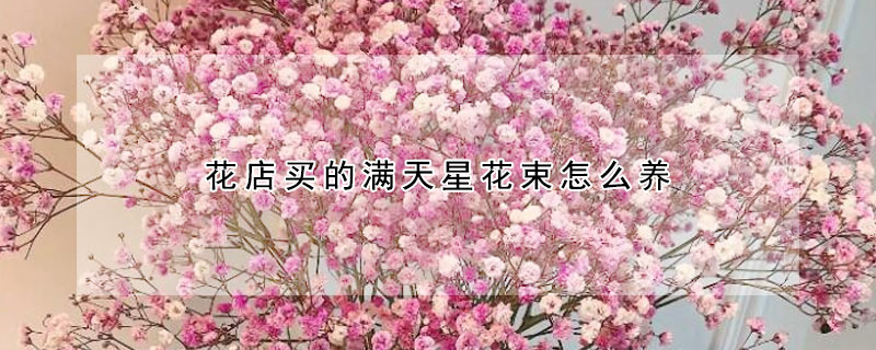 花店买的满天星花束怎么养