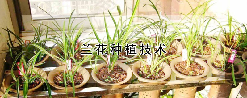 兰花种植技术