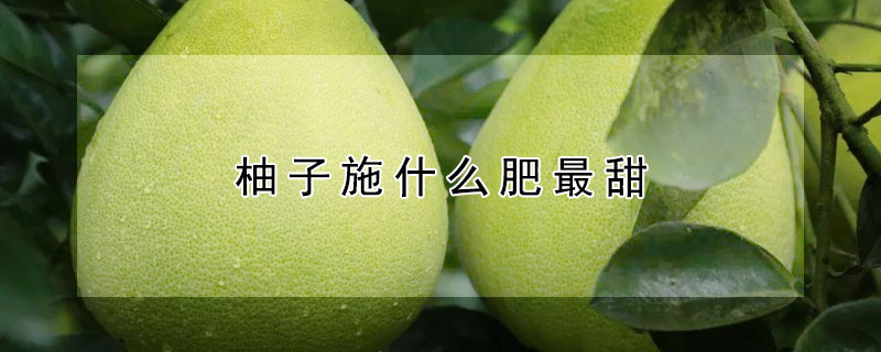 柚子施什么肥最甜 —【发财农业网】
