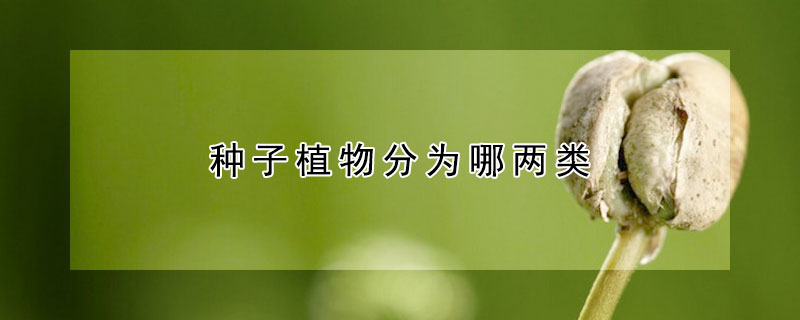 种子植物分为哪两类