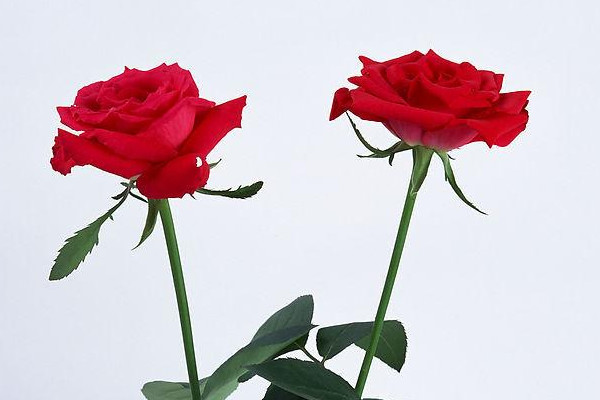 什么花代表永恒的爱