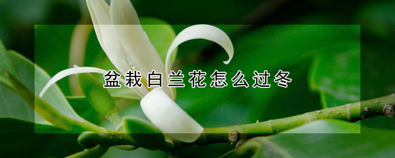 盆栽白兰花怎么过冬