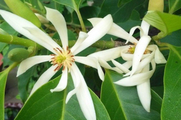 盆栽白兰花怎么过冬