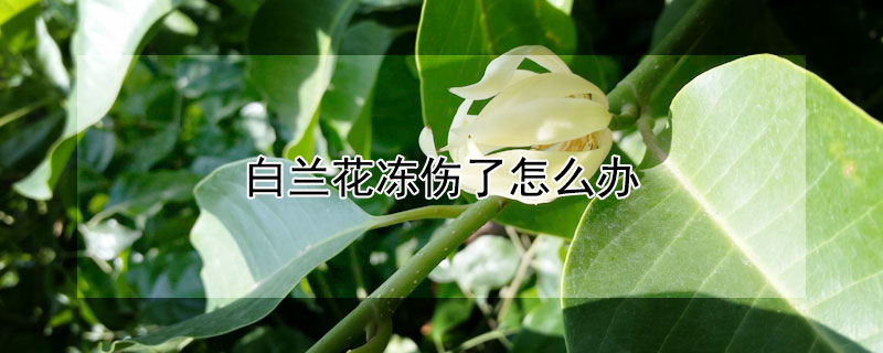 白兰花冻伤了怎么办