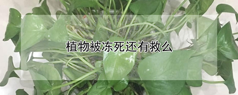 植物被冻死还有救么