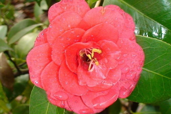 茶花零下十度会冻死吗