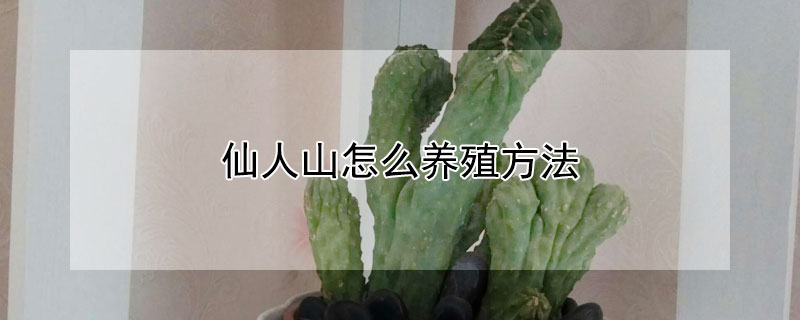 仙人山怎么养殖方法