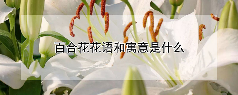 百合花花语和寓意是什么