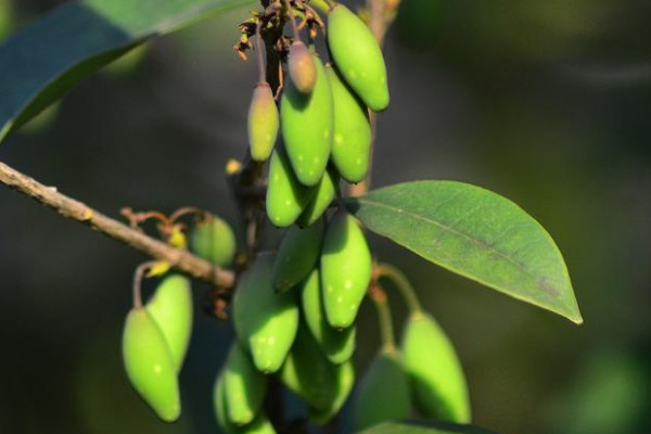 桂花结的果实叫什么名字?