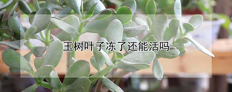 玉树叶子冻了还能活吗
