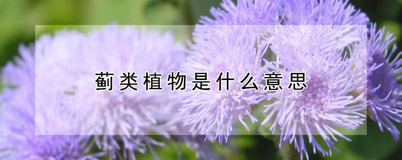 蓟类植物是什么意思