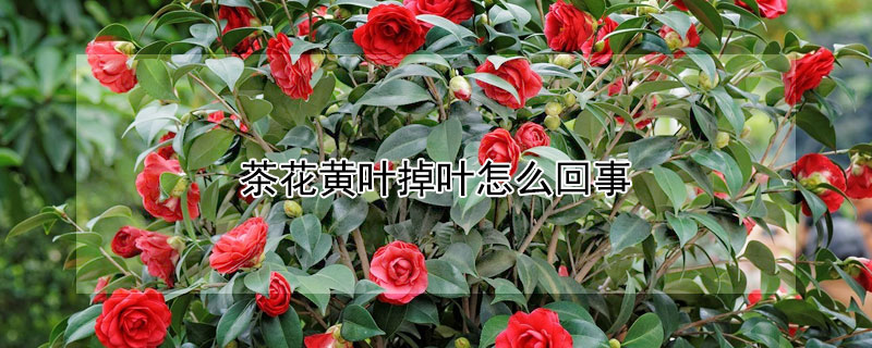 茶花黄叶掉叶怎么回事