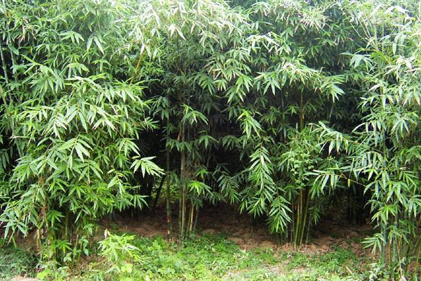 竹子种类