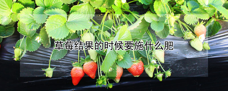 草莓结果的时候要施什么肥 —【发财农业网】