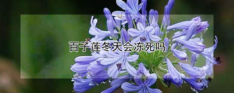 百子莲冬天会冻死吗