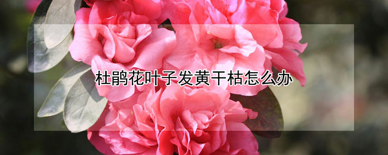 杜鹃花叶子发黄干枯怎么办