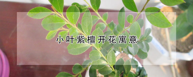 小叶紫檀开花寓意