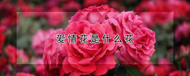 爱情花是什么花