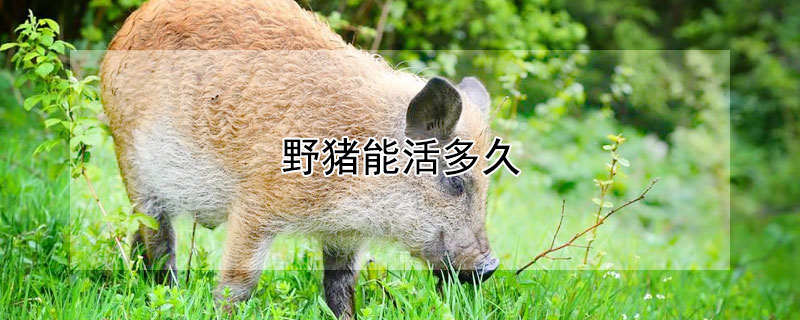 野猪能活多久