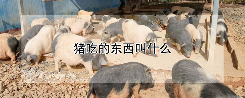 猪吃的东西叫什么