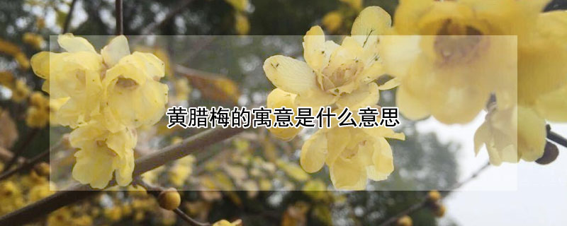 黄腊梅的寓意是什么意思