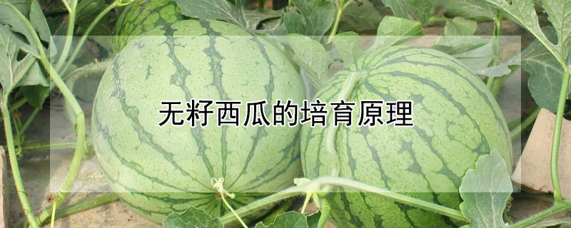 无籽西瓜的培育原理 —【发财农业网】