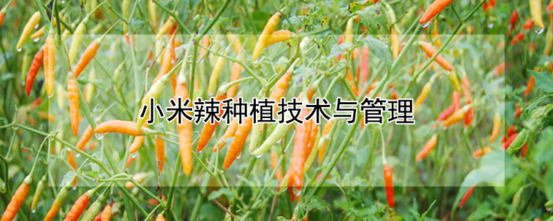 小米辣种植技术与管理