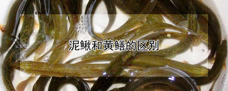 泥鳅和黄鳝的区别