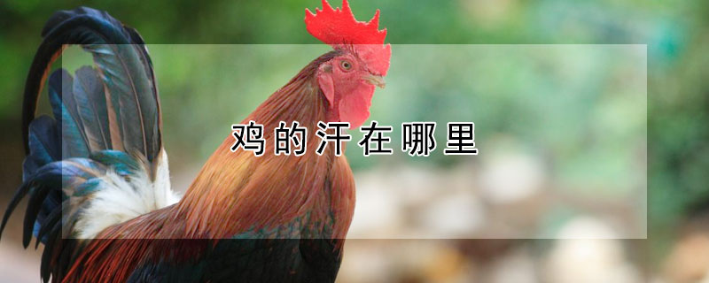 鸡的汗在哪里