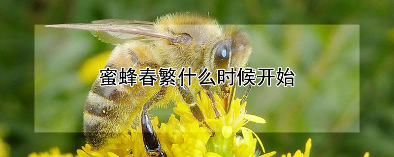 蜜蜂春繁什么时候开始