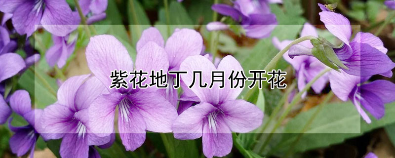 紫花地丁几月份开花