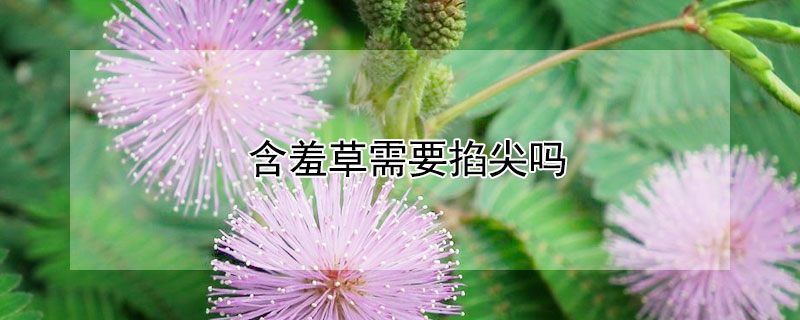 含羞草需要掐尖吗