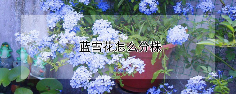 蓝雪花怎么分株