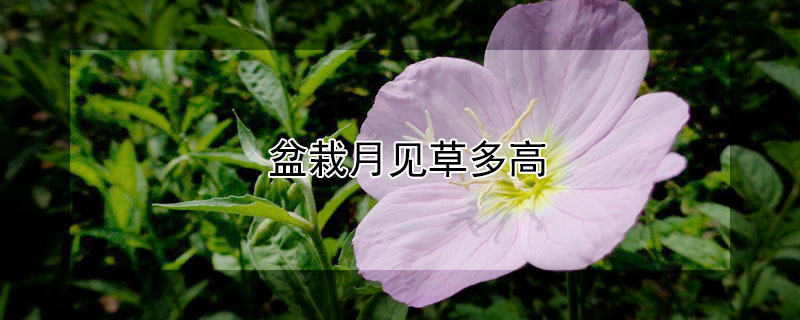 盆栽月见草多高