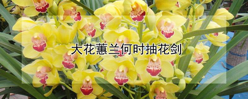 大花蕙兰何时抽花剑