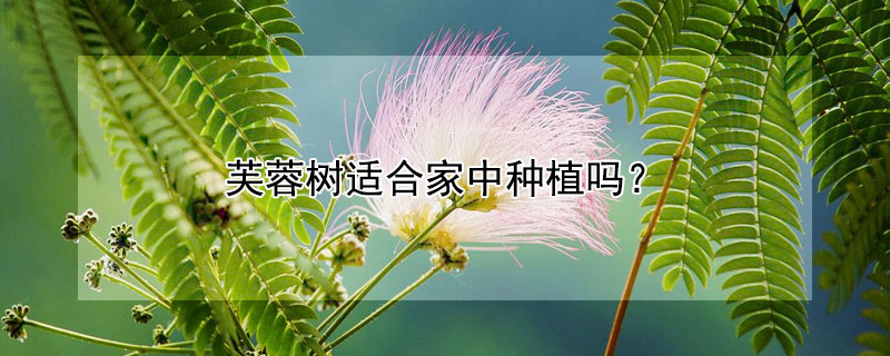 芙蓉树适合家中种植吗?