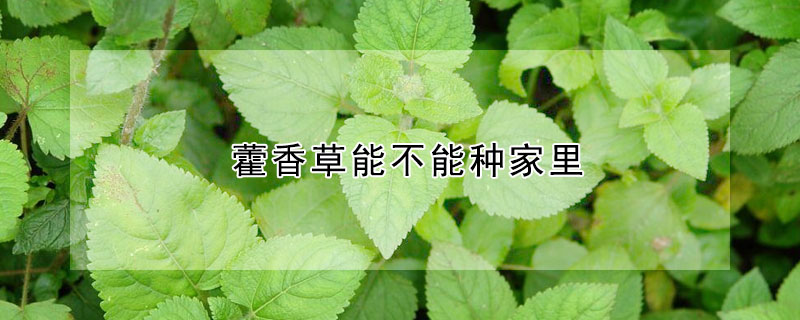 藿香草能不能种家里