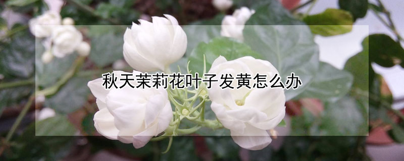 秋天茉莉花叶子发黄怎么办