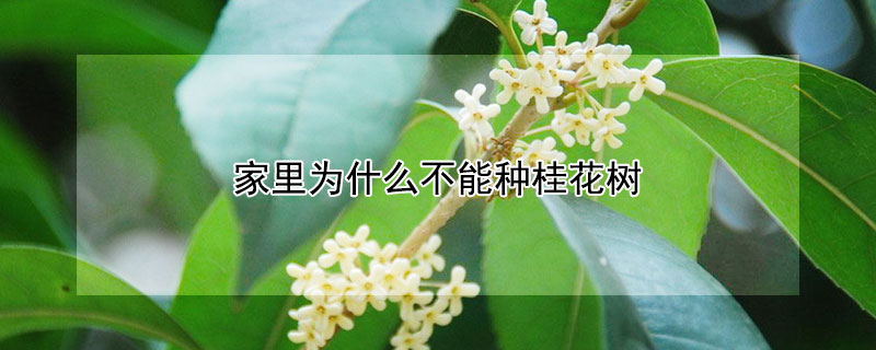 家里为什么不能种桂花树