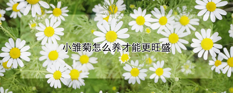 小雏菊怎么养才能更旺盛