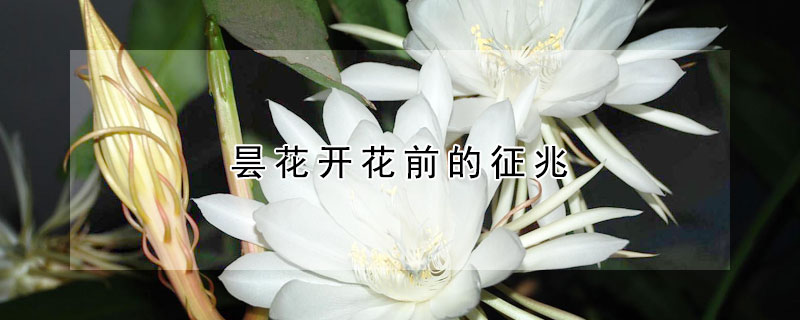 昙花开花前的征兆