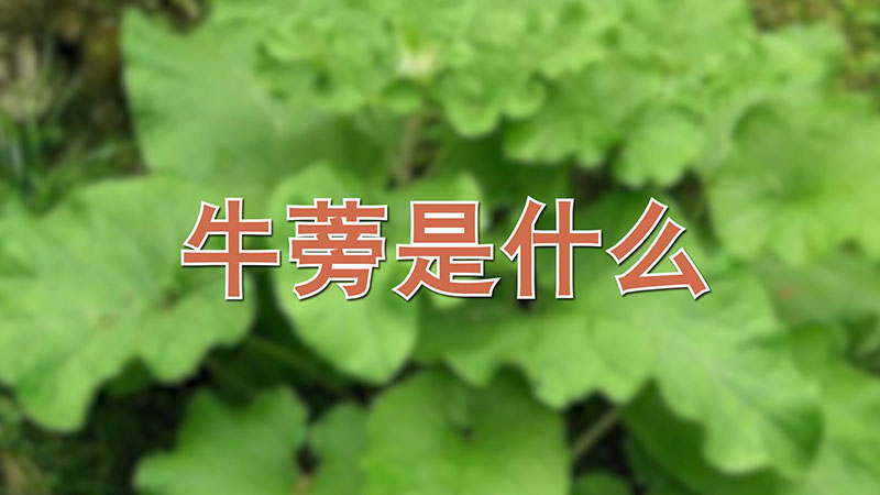 牛蒡是什么