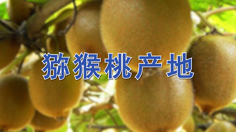 猕猴桃产地