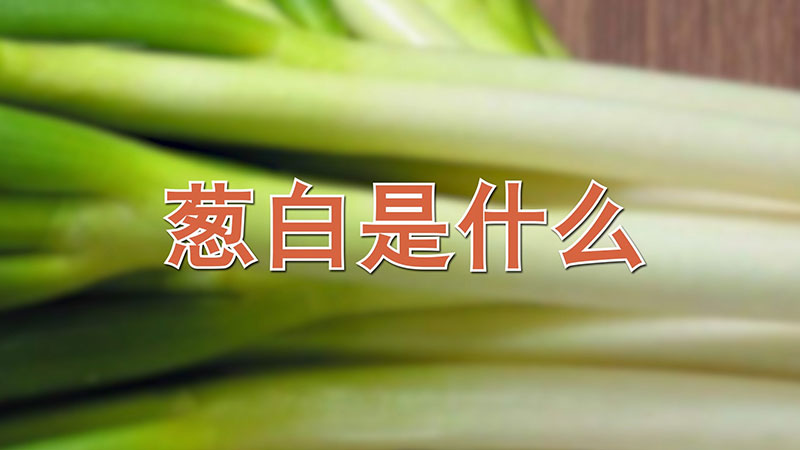 葱白是什么